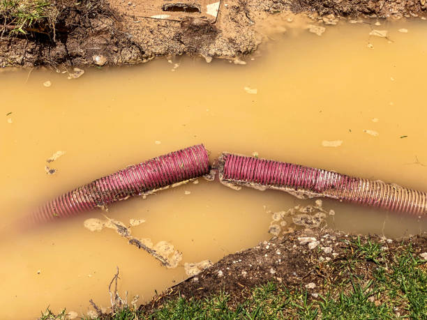 Best Professional water damage repair  in Medulla, FL